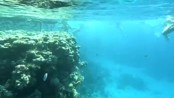 Nurkowanie Morzu Czerwonym Egipcie Rafy Koralowe Ryby Morskie Morze Czerwone — Wideo stockowe