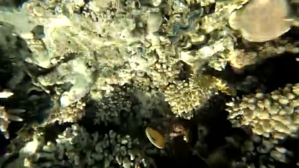 在红海的埃及 珊瑚礁和海鱼 红海中潜水 — 图库视频影像