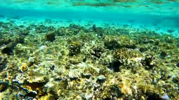 Plongée Apnée Dans Mer Rouge Egypte Récifs Coralliens Poissons Marins — Video