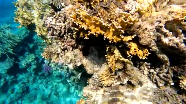 Šnorchlování v červeném moři v Egyptě, korálové útesy a mořské ryby — Stock video