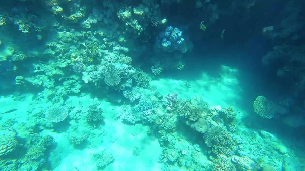 바다에서 스노클링을 산호초와 물고기 — 스톡 사진