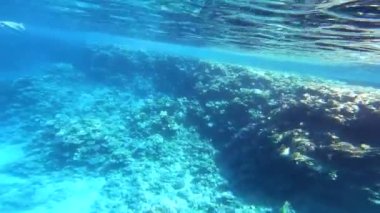 Mısır 'da kızıl denizde şnorkelle yüzmek, mercan resifleri ve deniz balıkları, kızıl deniz.