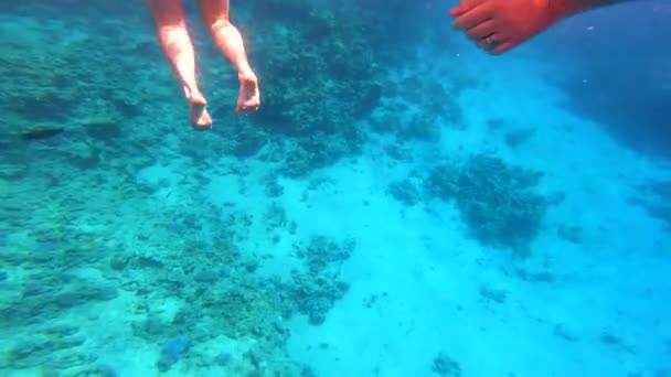 Mergulho Com Snorkel Mar Vermelho Egito Recifes Coral Peixes Marinhos — Vídeo de Stock