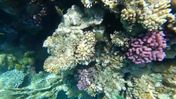 Plongée Apnée Dans Mer Rouge Egypte Récifs Coralliens Poissons Marins — Video