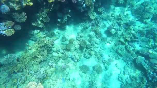 Snorkeling Laut Merah Egypt Terumbu Karang Dan Ikan Laut Laut — Stok Video