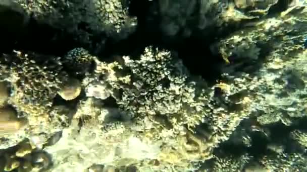 紅海の波背景としてのサンゴの水景 — ストック動画