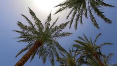 Rüzgarda savrulan palmiye ağacı Mısırda mavi gökyüzü arka planına karşı