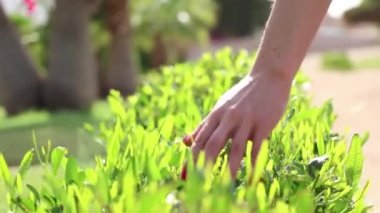 Bir dişi el, Mısır 'da tatilde güneşin arka planına karşı yeşil bir çalılığın dallarını tutuyor.