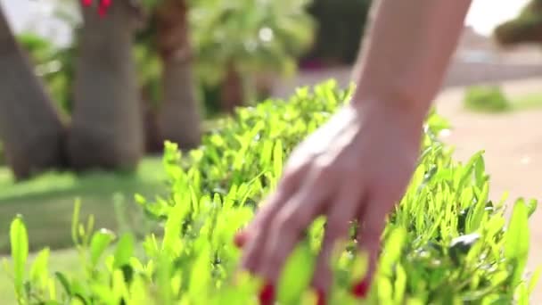 Una Mano Femenina Sostiene Las Ramas Arbusto Verde Sobre Fondo — Vídeos de Stock