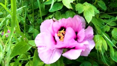 Tree peony in the morning after rain in may in ukraine, flower background