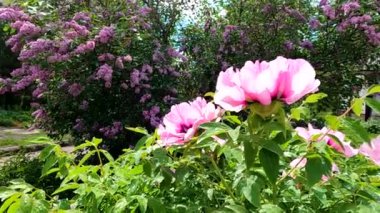Tree peony in the morning after rain in may in ukraine, flower background