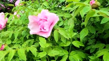 Tree peony in the morning after rain in may in ukraine, flower background