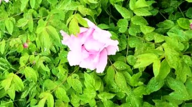 Tree peony in the morning after rain in may in ukraine, flower background