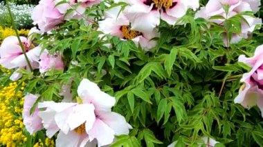 Tree peony in the morning after rain in may in ukraine, flower background