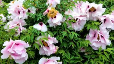 Tree peony in the morning after rain in may in ukraine, flower background