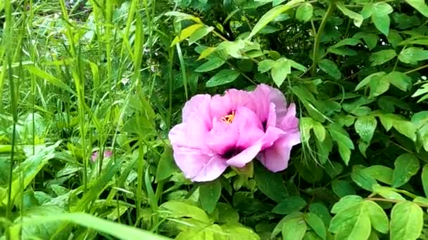 Tree Peony Morning Rain May Ukraine Flower Background — Stock video