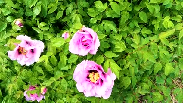 Tree Peony Morning Rain May Ukraine Flower Background — Stock Video