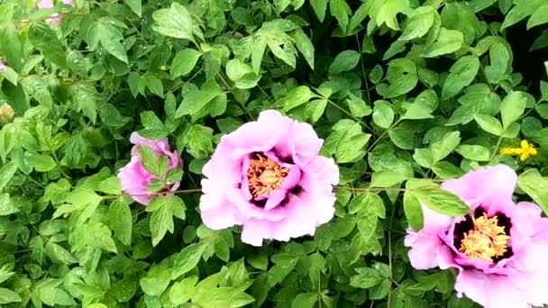 Pivoine Matin Après Pluie Mai Ukraine Fond Fleur — Video