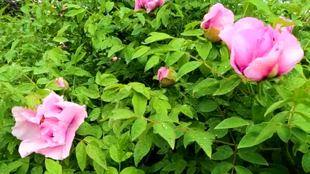 Tree Peony Morning Rain May Ukraine Flower Background — Stockvideo