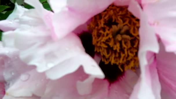 Bazsarózsa Reggel Eső Után Május Ukrajnában Virág Háttér — Stock videók