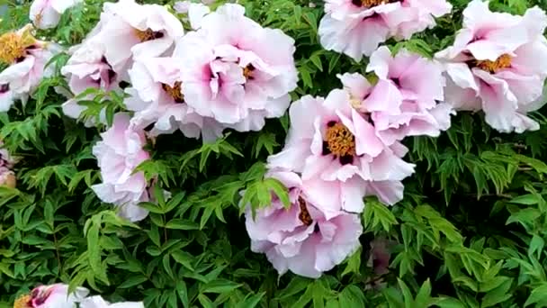 Pivoine Matin Après Pluie Mai Ukraine Fond Fleur — Video