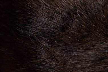 Siyah kedi kürkünün arka planı, yakın plan, siyah kedi, yün