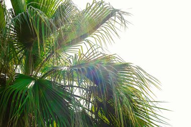 Güneşli bir günde, arka plan olarak mavi gökyüzüne karşı palmiye ağacı, Mısır 'da palmiye ağacı