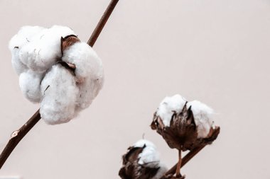 Dekorasyon amaçlı kuru pamuk buketi.