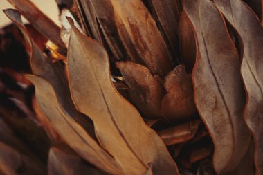 Kuru protea demetleri yakın plan