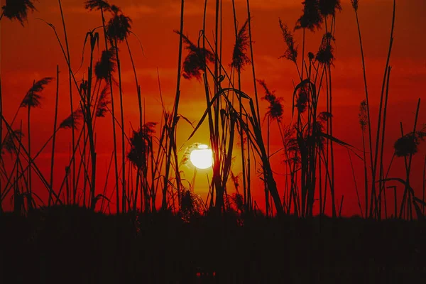 Cañas Atardecer Noche Fondo Del Agua Ucrania — Foto de Stock