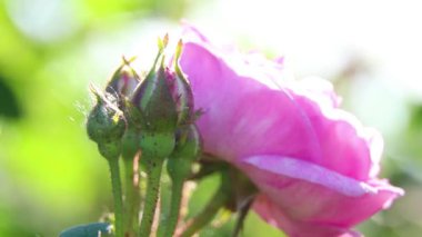 Güneşte pembe gül tomurcuğu makro fotoğraf, çiçek arkaplanı, gül çalısı