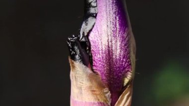 Mor tomurcuk horozu güneşte makro fotoğraf, çiçek arkaplanı, baharda çiçekler