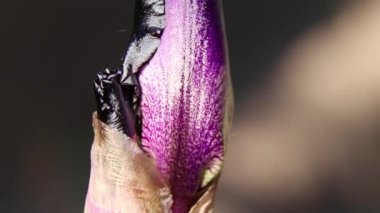 Mor tomurcuk horozu güneşte makro fotoğraf, çiçek arkaplanı, baharda çiçekler
