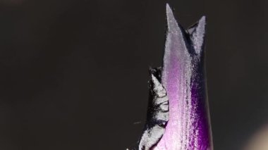Mor tomurcuk horozu güneşte makro fotoğraf, çiçek arkaplanı, baharda çiçekler