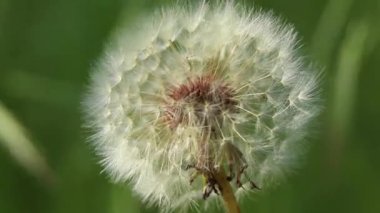 Güneşin altındaki bir tarlada karahindiba. İlkbahar makro fotoğrafı, çiçek arkaplanı, karahindiba tohumu.