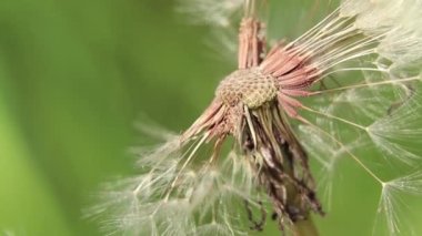 Güneşin altındaki bir tarlada karahindiba. İlkbahar makro fotoğrafı, çiçek arkaplanı, karahindiba tohumu.