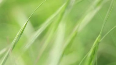 yeşil çimenler rüzgarda savruluyor makro güneş videosu, yeşil çimen arka plan