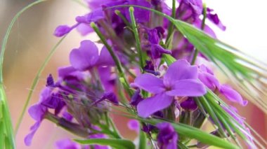 Çiçek gecesi güneşte bahar aylarında arka plan olarak makro video, çiçek arka plan, doğa ve çiçekler, menekşe