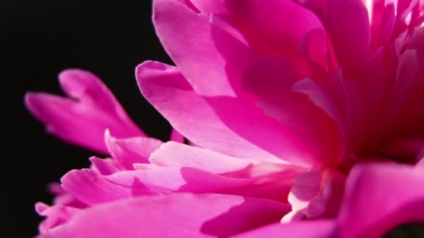 Bud Pink Peony Dark Background Sun Macro Photo Peony Flower — Stock Video