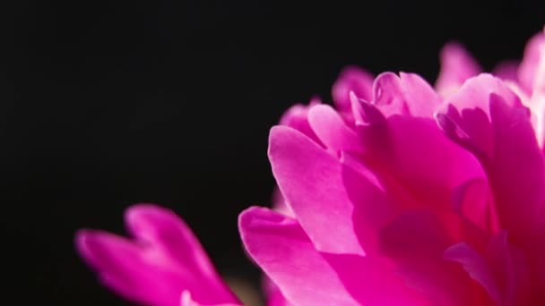 Bud Pink Peony Dark Background Sun Macro Photo Peony Flower — Stock Video