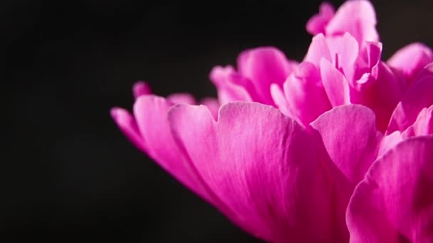 Bimbó Rózsaszín Bazsarózsa Sötét Háttér Nap Makró Fotó Bazsarózsa Virág — Stock videók