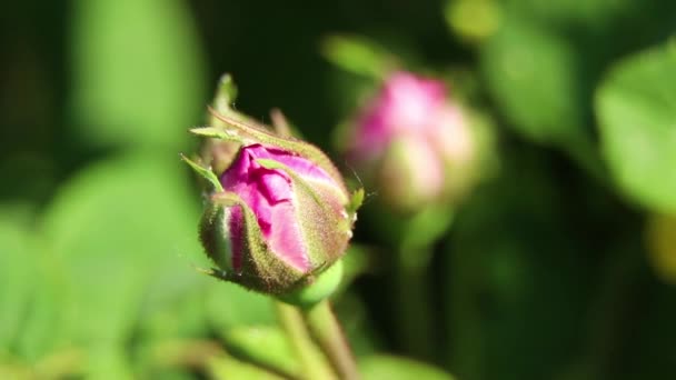 Güneşte Pembe Gül Tomurcuğu Makro Fotoğraf Çiçek Arkaplanı Gül Çalısı — Stok video