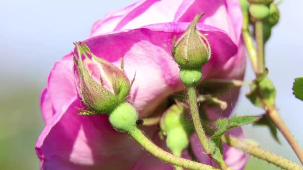 Rosa Rosa Brote Sol Macro Foto Fondo Flores Arbusto Con — Vídeo de stock