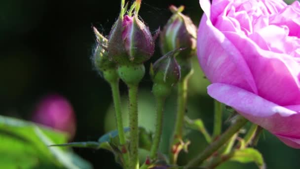 Różowy Pączek Róży Słońcu Makro Zdjęcie Tło Kwiatu Krzew Różą — Wideo stockowe
