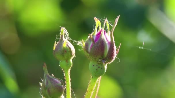 Růžová Růže Pupen Slunci Makro Fotografie Květinové Pozadí Keř Růží — Stock video