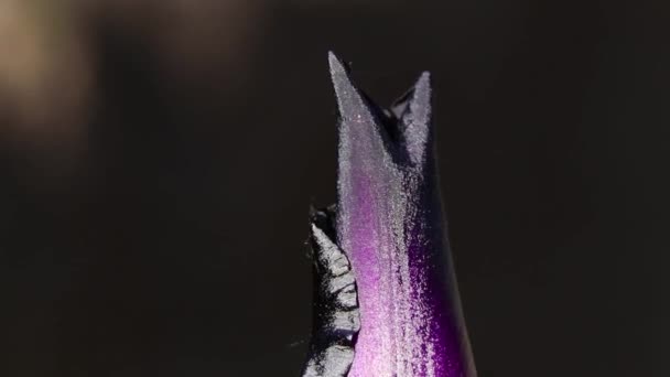 在太阳下的紫色花蕾小鸭 宏观照片 花朵背景 春天的花朵 — 图库视频影像