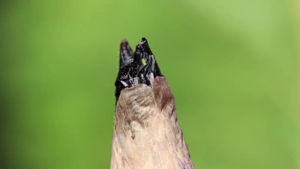 Fialový Poupě Kohout Slunci Makro Fotografie Květinové Pozadí Květiny Jaře — Stock video