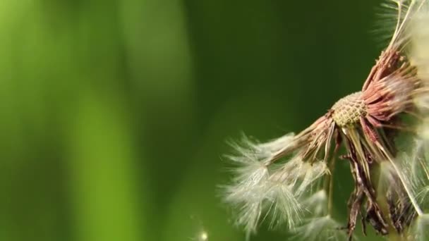 Maskros Solen Ett Fält Våren Makro Foto Blomma Bakgrund Maskros — Stockvideo