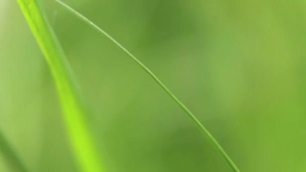 Зеленая Трава Поле Ветру Солнце Макровидео Зеленый Фон Травы — стоковое видео
