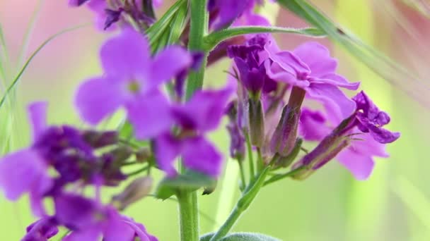 Nuit Des Fleurs Violet Soleil Printemps Dans Champ Macro Vidéo — Video